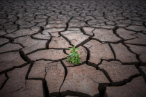 Rostlina na popraskané půdě v důsledku sucha ve Španělsku - 42TČen