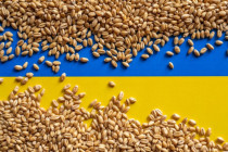 Ukraine-flag-wheat-grain-cr-ADAM-RADOSAVLJEVIC-STOCK-ADOBE-COM-e.jpg - 42TČen