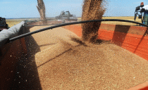 Sklizeň pšenice - 42TČen